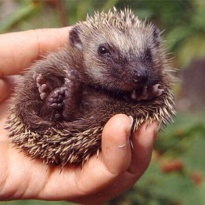 150721-nabu-igel-in-hand-ina-ebert 150721-nabu-igel-in-hand-ina-ebert