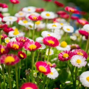 flowers-garden-colorful-colourful flowers-garden-colorful-colourful